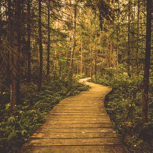 Cayce Grove Law Offices - Path through a forest